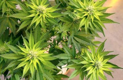 hlv cannabis