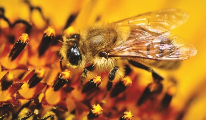 Biene auf Sonnenblume, Sortenbestimmun von Honig nach den deutschen Leitsätzen